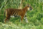 Sumatran Tiger - Melati (London Zoo)