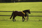 SBM_65645