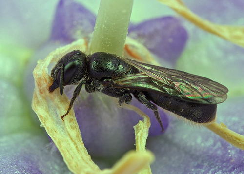 In a [i]Campanula[/i] flower - Warwickshire, July 2012. White hairs of abdominal scopa just visible.