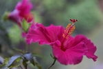 Hibiscus Rosa-Sinensis