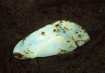 Philine quadripartita