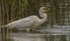 Great Egret with catch by Andy Cotton