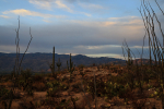 Desert Autumn