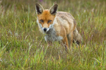 Fox in Meadow 3