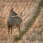 Roe Deer