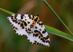 Magpie Moth