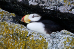 Horned Puffin sat on a cliff ledge in Resurrection Bay, Alaska