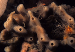 Haliclona cinerea TBC