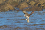 Osprey Fishing 4