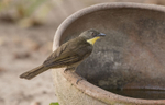 Yellow-throated Leaflove.