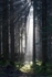 Illuminated Spruce