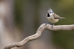 Crested Tit perched, Catalonia, Spain