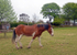 Rachel's Horses 6