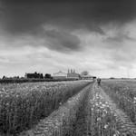 Crop Inspection (square format)