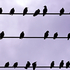 Like a Bird on a Wire ....