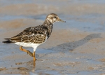 Turnstone 2