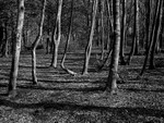 Lytham Parkland 001
