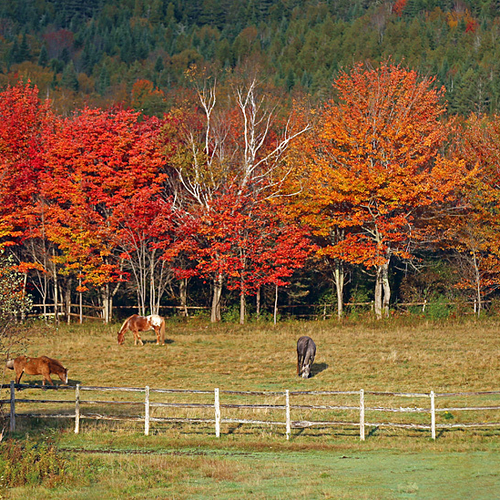 Horse Paddock in Autumn - New Brunswick Fall Foliage