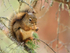 American Red Squirrel, Johnston Canyon, Banff