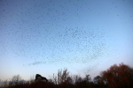 Starlings Roost _ AGTO129