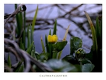 Caltha palustris