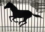 Metal Gate and Horse Abstract in Black and White