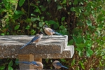 Azure-winged Magpies