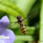 Episyrphus balteatus (Marmalade Hoverfly) F