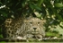 Persian Leopard - Shade (Rutland Falconry & Owl Centre)