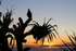 Sunrise Song