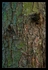 Bark