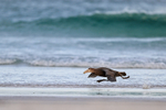 Southern Giant Petrel takeoff run, Volunteer Point, Falklands