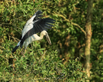 Asian Openbill flapping wings, Gao Giong, Vietnam