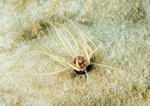 Scolanthus callimorphus