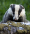 BADGER 7