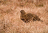 Red Grouse