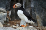 Puffin
