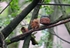 Red Squirrel