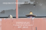 BPP_6810
