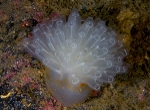 Diazona violacea