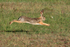 African Savanna Hare running, Masai Mara