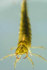 Diving beetle larva