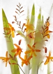 Montbretia