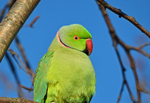 Ring-necked Parakeet