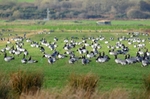 Barnacle Geese