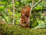 Red Squirrel