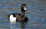 Tufted Duck