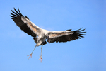 Wood Stork landing wings spread, Wakodahatchee Wetlands, Florida