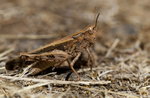 MADEIRAN GRASSHOPPER