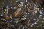 Teenage Ducklings!